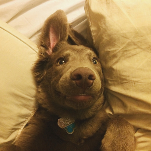 pup pup