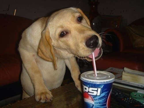 pup pup