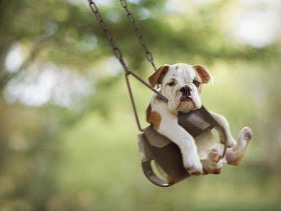 pup pup